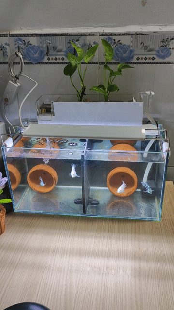 Bể cá cảnh 40x20x20 cm + cá két. Mua bán Thú cưng khác tại Quận Bình Tân Tp Hồ Chí Minh được đăng bởi AnhBa hình 1