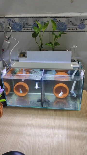 Bể cá cảnh 40x20x20 cm + cá két. Mua bán Thú cưng khác tại Quận Bình Tân Tp Hồ Chí Minh được đăng bởi AnhBa hình 1