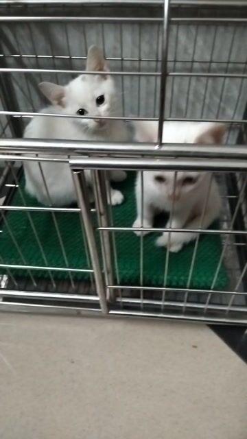 Mèo trắng Lai ALD mắt 2 màu đực. Mua bán Mèo tại Quận Hoàng Mai Hà Nội được đăng bởi Linh  hình 1