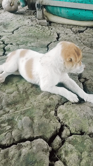 Chó đốm sữa . Mua bán Chó tại Huyện Mỹ Tú Sóc Trăng được đăng bởi Toàn  hình 1