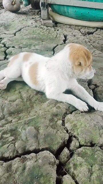 Chó đốm sữa . Mua bán Chó tại Huyện Mỹ Tú Sóc Trăng được đăng bởi Toàn  hình 1