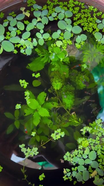 Cá bảy màu Dumbo Koi Red 25k cặp. Mua bán Thú cưng khác tại Huyện Ba Tri Bến Tre được đăng bởi Hồ Minh Thành hình 1