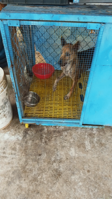 Chó Vện đực. Mua bán Chó tại Huyện Phú Hòa Phú Yên được đăng bởi Hiếu hình 1