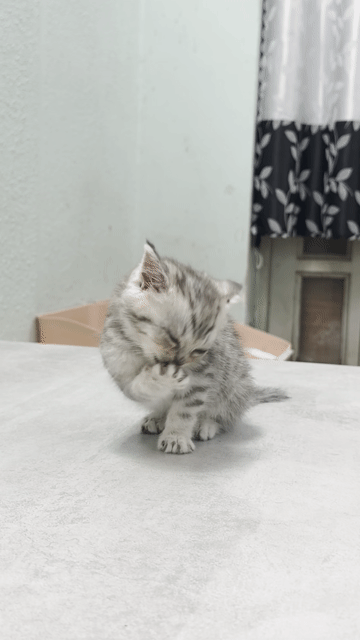 [TÌM CHỦ] cho bé mèo ALN silver tabby cái. Mua bán Mèo tại Quận Gò Vấp Tp Hồ Chí Minh được đăng bởi Bruce Ng hình 1