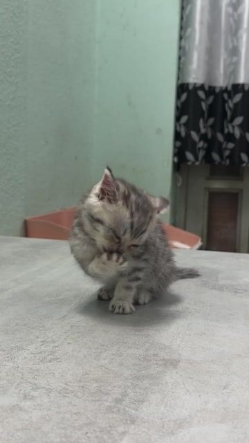 [TÌM CHỦ] cho bé mèo ALN silver tabby cái. Mua bán Mèo tại Quận Gò Vấp Tp Hồ Chí Minh được đăng bởi Bruce Ng hình 1