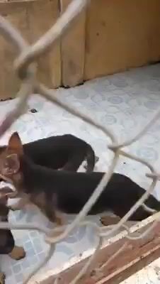 Chó Becgie đen vàng. Mua bán Chó tại Thành phố Thủ Đức Tp Hồ Chí Minh được đăng bởi Phan Đức  hình 1