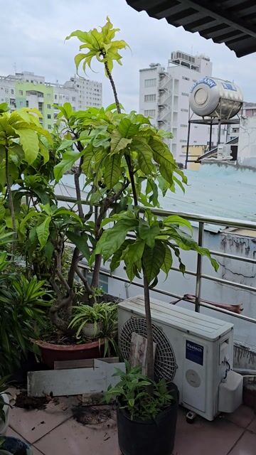 Cây cảnh Lộc vừng hoa Hồng. Mua bán Cây cảnh, đồ trang trí tại Quận 5 Tp Hồ Chí Minh được đăng bởi Pham Hung hình 1