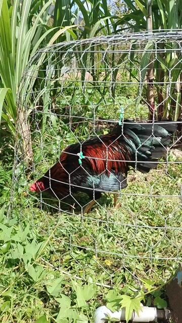 Gà tơ hơn 10 tháng, 95℅ lông, tay tốt, cán đẹp. Mua bán Gà tại Huyện Tam Bình Vĩnh Long được đăng bởi Trại gà tre Hữu Nghĩa hình 1