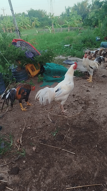 Gà tơ trống 5-6 tháng Đa dạng. Mua bán Gà tại Huyện Ba Tri Bến Tre được đăng bởi Sang Pham hình 1