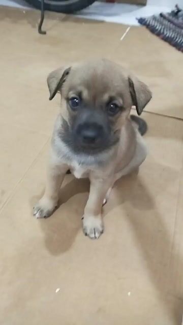 Chó Phốc lai đực 1 tháng rưỡi. Mua bán Chó tại Quận Liên Chiểu Đà Nẵng được đăng bởi Nguyễn Huỳnh Văn Mẫn  hình 1