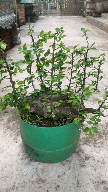 Cây duối dáng rừng Tiên Lãng. Mua bán Cây cảnh, đồ trang trí tại Huyện Tiên Lãng Hải Phòng được đăng bởi Lê Đức toản  hình 1