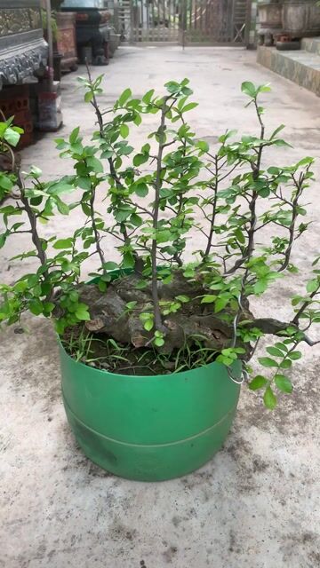 Cây duối dáng rừng Tiên Lãng. Mua bán Cây cảnh, đồ trang trí tại Huyện Tiên Lãng Hải Phòng được đăng bởi Lê Đức toản  hình 1