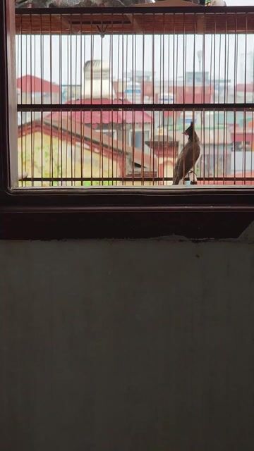 Chim chào mào 60-70% thuần. Mua bán Chim tại Quận Hai Bà Trưng Hà Nội được đăng bởi Ngüÿễn Mąnh Çường hình 1