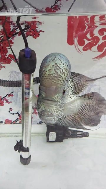 Cá cảnh Kamfa Xanh Đen size 5n. Mua bán Thú cưng khác tại Huyện Hóc Môn Tp Hồ Chí Minh được đăng bởi Long hình 1