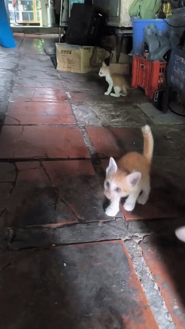 Mèo con lông vàng cam đực cái|Cổng Chào Bình Dương. Mua bán Mèo tại Thành phố Thuận An Bình Dương được đăng bởi anh Trọng hình 1