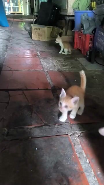 Mèo con lông vàng cam đực cái|Cổng Chào Bình Dương. Mua bán Mèo tại Thành phố Thuận An Bình Dương được đăng bởi anh Trọng hình 1
