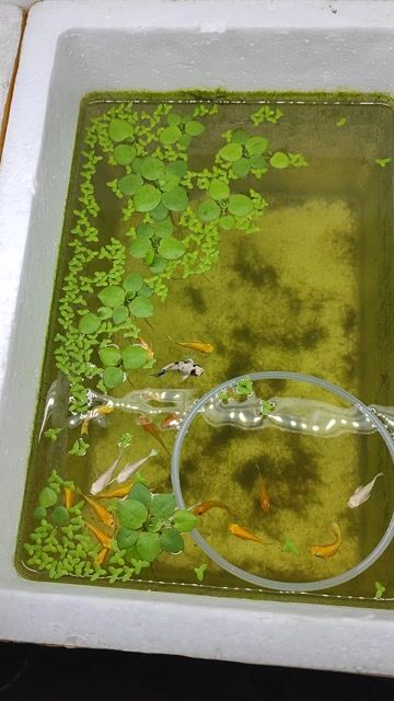 Cá cảnh Molly nhiều màu 20 con. Mua bán Thú cưng khác tại Quận Bình Tân Tp Hồ Chí Minh được đăng bởi AnhBa hình 1