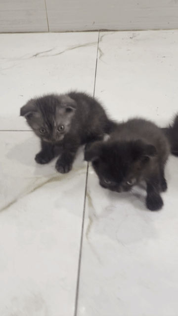 Mèo Anh lông ngắn đen biết ăn hạt. Mua bán Mèo tại Huyện Hóc Môn Tp Hồ Chí Minh được đăng bởi Anh nguyen hình 1