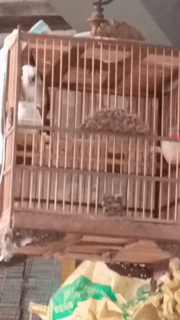 Chim chào mào Hót lai rai Hơn 1 mùa Không lỗi. Mua bán Chim tại Thành phố Sóc Trăng Sóc Trăng được đăng bởi hải p3 hình 1
