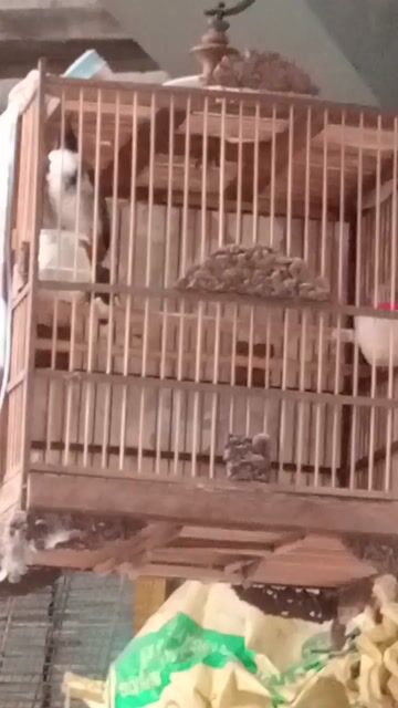 Chim chào mào Hót lai rai Hơn 1 mùa Không lỗi. Mua bán Chim tại Thành phố Sóc Trăng Sóc Trăng được đăng bởi hải p3 hình 1