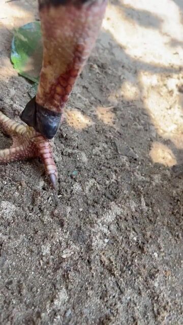 Gà chiến. Mua bán Gà tại Quận Cẩm Lệ Đà Nẵng được đăng bởi Tô Ny Cao hình 1