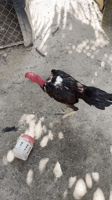 gà ó như hình. Mua bán Gà tại Quận Ngũ Hành Sơn Đà Nẵng được đăng bởi Lai gà tam kỳ  hình 1