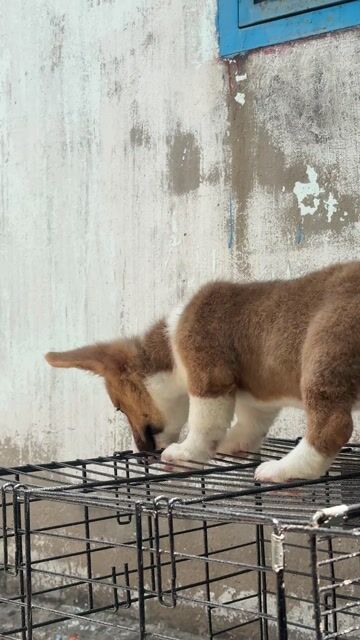Chó Corgi 3 tháng tuổi. Mua bán Chó tại Quận Gò Vấp Tp Hồ Chí Minh được đăng bởi Hoang hình 1