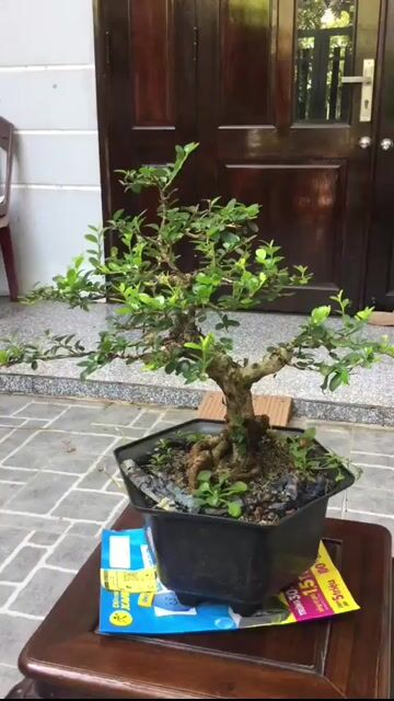 Cây bonsai Sam núi trái Đà Nẵng. Mua bán Cây cảnh, đồ trang trí tại Quận Ngũ Hành Sơn Đà Nẵng được đăng bởi A Quang hình 1