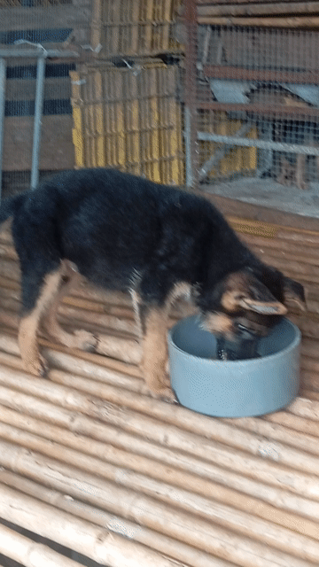 Chó Becgie con đen vàng 2.5 tháng. Mua bán Chó tại Huyện Trảng Bom Đồng Nai được đăng bởi Trần Văn lưu hình 1