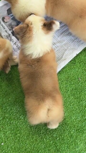 Chó Corgi đực Vàng trắng Mũm mĩm. Mua bán Chó tại Huyện Bình Chánh Tp Hồ Chí Minh được đăng bởi Ken péthop hình 1