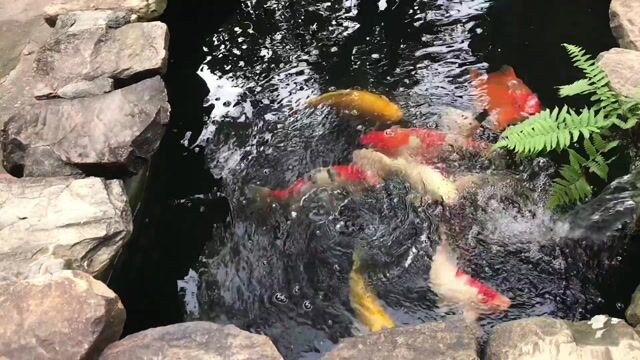 Cá Koi Việt Nam 30 - 35 cm Khỏe mạnh. Mua bán Thú cưng khác tại Huyện Sóc Sơn Hà Nội được đăng bởi Lang còi hình 1