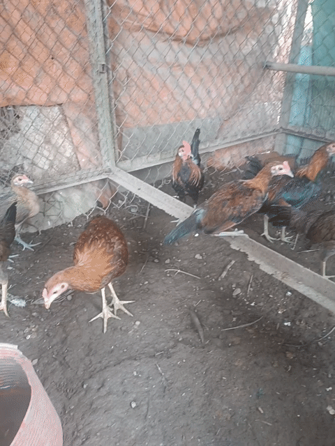 Gà giống 4-5 tháng Cả trống và mái. Mua bán Gà tại Thành phố Đồng Xoài Bình Phước được đăng bởi Hà đức bách hình 1