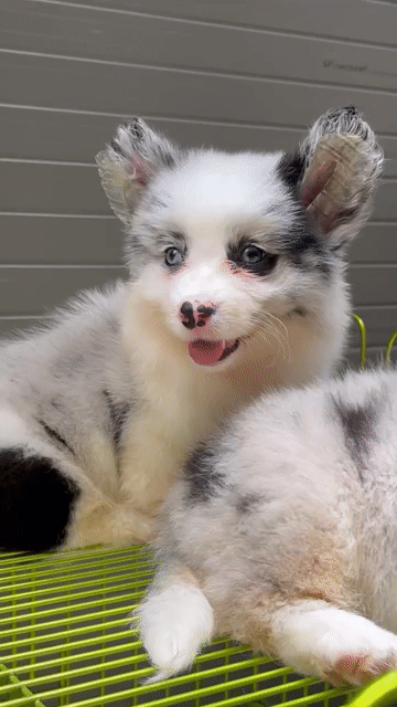Chó Corgi Cardigan Cái. Mua bán Chó tại Quận Long Biên Hà Nội được đăng bởi Pet home hình 1