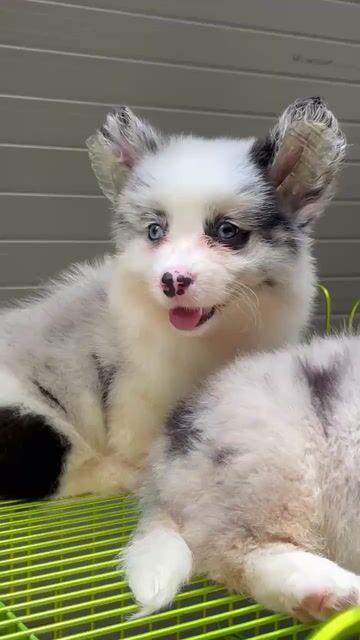 Chó Corgi Cardigan Cái. Mua bán Chó tại Quận Long Biên Hà Nội được đăng bởi Pet home hình 1