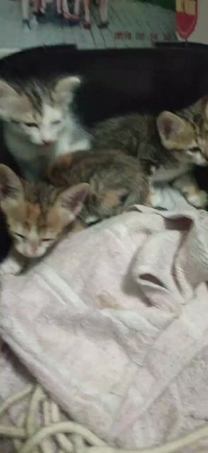 Mèo con. Mua bán Mèo tại Quận Thanh Khê Đà Nẵng được đăng bởi Hoa hình 1