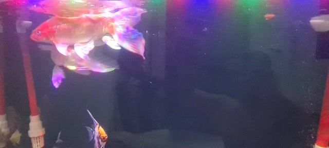 Cá Koi Trắng Cam. Mua bán Thú cưng khác tại Thị xã Tân Uyên Bình Dương được đăng bởi Cao Cường hình 1
