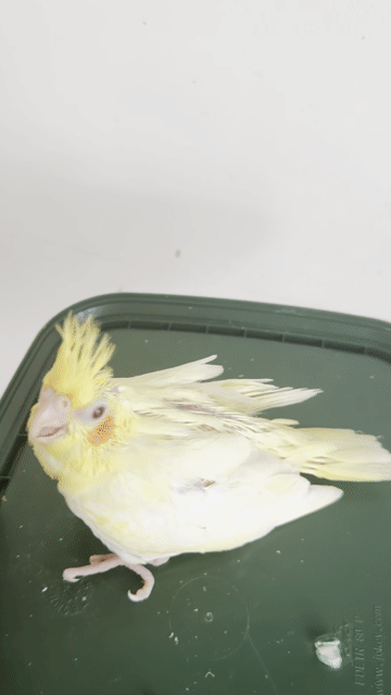 Chim Cockatiel Lutino Vàng. Mua bán Chim tại Quận Gò Vấp Tp Hồ Chí Minh được đăng bởi Phan Đình Lộc hình 1