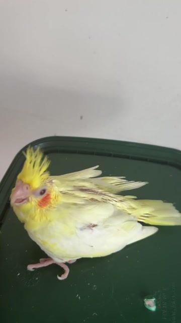 Chim Cockatiel Lutino Vàng. Mua bán Chim tại Quận Gò Vấp Tp Hồ Chí Minh được đăng bởi Phan Đình Lộc hình 1