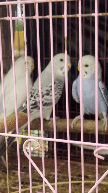 5 Chim Vẹt Trắng Xanh Hồng Chim tơ. Mua bán Chim tại Huyện Cần Giờ Tp Hồ Chí Minh được đăng bởi hieu  hình 1