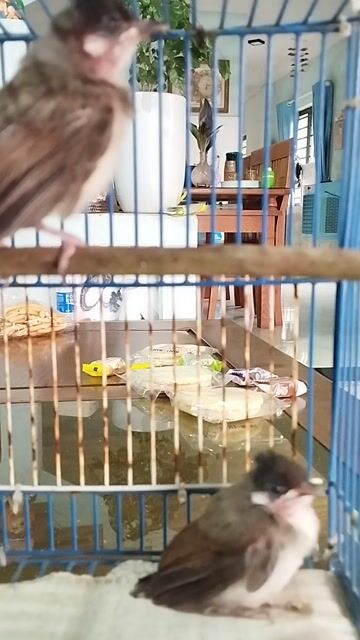 Chim cảnh Non Khỏe mạnh. Mua bán Chim tại Huyện Hòa Vang Đà Nẵng được đăng bởi nguyen hình 1