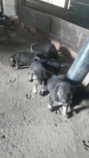 nhà có bầy chó cỏ lai nhật xù. Mua bán Chó tại Huyện Long Thành Đồng Nai được đăng bởi phương thế ngọc hình 1