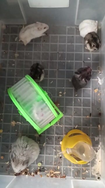 Hamster nhiều màu. Mua bán Thú cưng khác tại Quận Gò Vấp Tp Hồ Chí Minh được đăng bởi Yuri hình 1