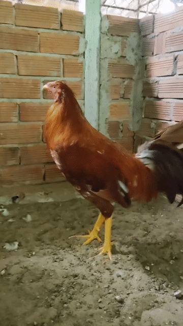 Gà Mỹ trống 6 tháng đã tiêm. Mua bán Gà tại Huyện Châu Phú An Giang được đăng bởi Bi Gà Mỹ  hình 1