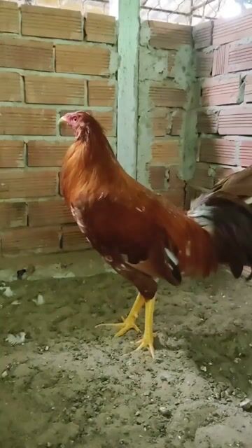 Gà Mỹ trống 6 tháng đã tiêm. Mua bán Gà tại Huyện Châu Phú An Giang được đăng bởi Bi Gà Mỹ  hình 1