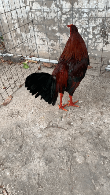 Gà chọi Đỏ 2k9. Mua bán Gà tại Thị xã Tân Châu An Giang được đăng bởi trần minh quân hình 1