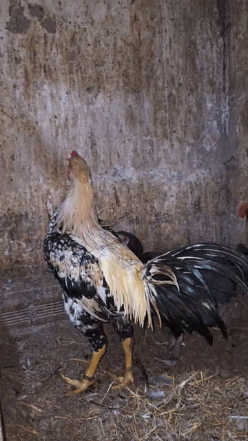 Bộ gà nồi asil Ấn Độ trống 3kg7, mái 2k6. Mua bán Gà tại Quận Bình Thạnh Tp Hồ Chí Minh được đăng bởi Long Pham hình 1
