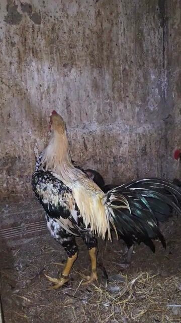 Bộ gà nồi asil Ấn Độ trống 3kg7, mái 2k6. Mua bán Gà tại Quận Bình Thạnh Tp Hồ Chí Minh được đăng bởi Long Pham hình 1