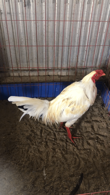 bướm 3kg1. Mua bán Gà tại Huyện Mỹ Tú Sóc Trăng được đăng bởi Mai Hoài Chương hình 1