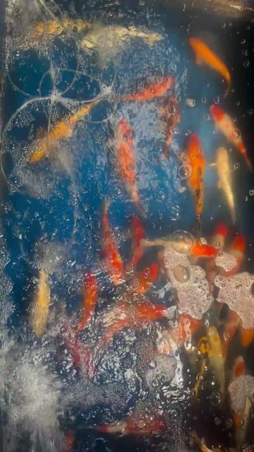 Cá Koi body tròn từ 5 lạng đến 1kg. Mua bán Thú cưng khác tại Quận Liên Chiểu Đà Nẵng được đăng bởi Trại cá KOI Hoàng Văn Thái hình 1