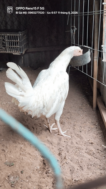 Gà chọi White Kelso trống màu Trắng. Mua bán Gà tại Huyện Châu Phú An Giang được đăng bởi Bi Gà Mỹ  hình 1
